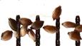  Nutlets
